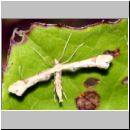 Platyptila gonodactyla - Federmotte 04a.jpg